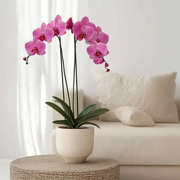 PLANT IN A BOX - Orchidée papillon - Phalaenopsis - Hauteur 50-60cm - ⌀12cm - large