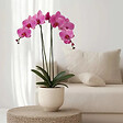 PLANT IN A BOX - Orchidée papillon - Phalaenopsis - Hauteur 50-60cm - ⌀12cm - vignette