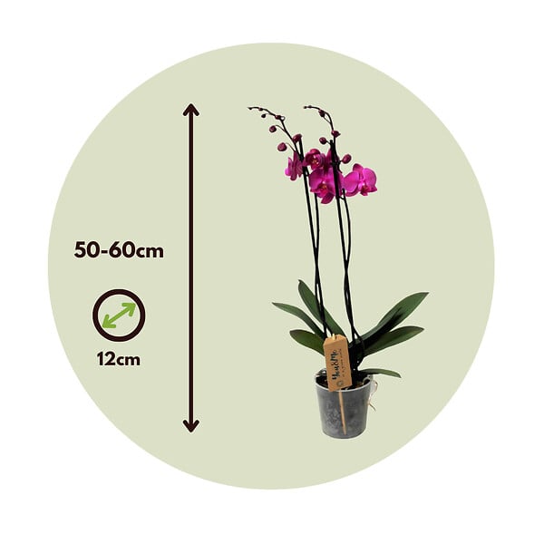 PLANT IN A BOX - Orchidée papillon - Phalaenopsis - Hauteur 50-60cm - ⌀12cm - large
