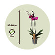PLANT IN A BOX - Orchidée papillon - Phalaenopsis - Hauteur 50-60cm - ⌀12cm - vignette