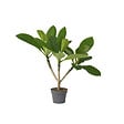 PLANT IN A BOX - Frangipanier - Plumeria rubra 'Hawaii' - Hauteur 45-55cm - ⌀17cm - vignette