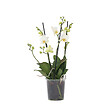 PLANT IN A BOX - Orchidée papillon - Phalaenopsis Multiflora - Hauteur 35-45cm - ⌀12cm - vignette