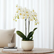 PLANT IN A BOX - Orchidée papillon - Phalaenopsis Multiflora - Hauteur 35-45cm - ⌀12cm - vignette