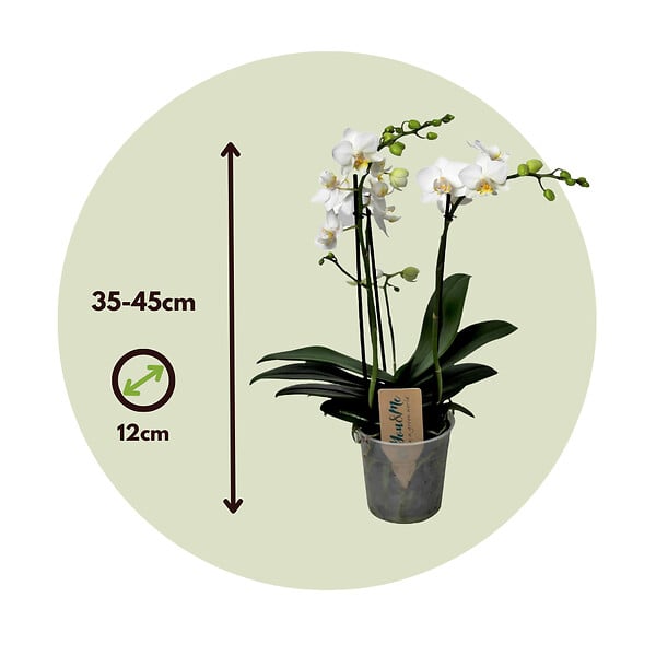 PLANT IN A BOX - Orchidée papillon - Phalaenopsis Multiflora - Hauteur 35-45cm - ⌀12cm - large