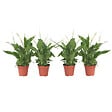 PLANT IN A BOX - Fleur de lune - Set de 4 - Spathiphyllum 'Torelli' - Hauteur 30-45cm - ⌀12cm - vignette