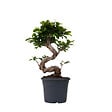 PLANT IN A BOX - Bonsaï - Ficus microcarpa 'ginseng' - Hauteur 55-65cm - ⌀20cm - vignette