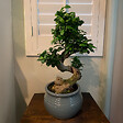 PLANT IN A BOX - Bonsaï - Ficus microcarpa 'ginseng' - Hauteur 55-65cm - ⌀20cm - vignette