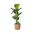 PLANT IN A BOX - Oiseau de paradis - Strelitzia nicolai - Hauteur 55-70cm - ⌀17cm - vignette