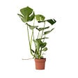PLANT IN A BOX - Plante à trous - Monstera deliciosa - Hauteur 50-60cm - ⌀17cm - vignette