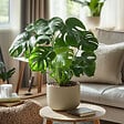 PLANT IN A BOX - Plante à trous - Monstera deliciosa - Hauteur 50-60cm - ⌀17cm - vignette
