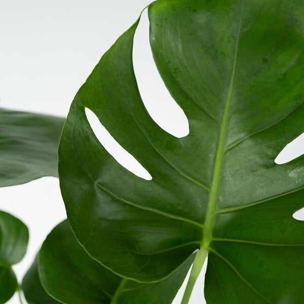 PLANT IN A BOX - Plante à trous - Monstera deliciosa - Hauteur 50-60cm - ⌀17cm - large