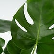 PLANT IN A BOX - Plante à trous - Monstera deliciosa - Hauteur 50-60cm - ⌀17cm - vignette