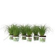 PLANT IN A BOX - Herbe à chat - Set de 6 - Cyperus zumula - Hauteur 30-40cm - ⌀12cm - vignette