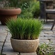 PLANT IN A BOX - Herbe à chat - Set de 6 - Cyperus zumula - Hauteur 30-40cm - ⌀12cm - vignette