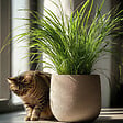 PLANT IN A BOX - Herbe à chat - Set de 6 - Cyperus zumula - Hauteur 30-40cm - ⌀12cm - vignette