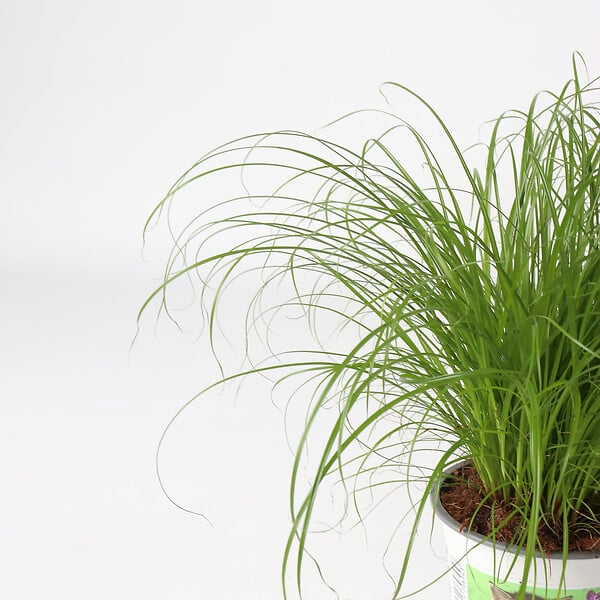 PLANT IN A BOX - Herbe à chat - Set de 6 - Cyperus zumula - Hauteur 30-40cm - ⌀12cm - large