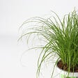 PLANT IN A BOX - Herbe à chat - Set de 6 - Cyperus zumula - Hauteur 30-40cm - ⌀12cm - vignette