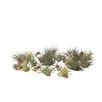 PLANT IN A BOX - Plante aérienne - Set de 24 - Tillandsia - Hauteur 5-15cm - ⌀5cm - vignette