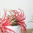 PLANT IN A BOX - Plante aérienne - Set de 24 - Tillandsia - Hauteur 5-15cm - ⌀5cm - vignette