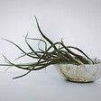 PLANT IN A BOX - Plante aérienne - Set de 24 - Tillandsia - Hauteur 5-15cm - ⌀5cm - vignette