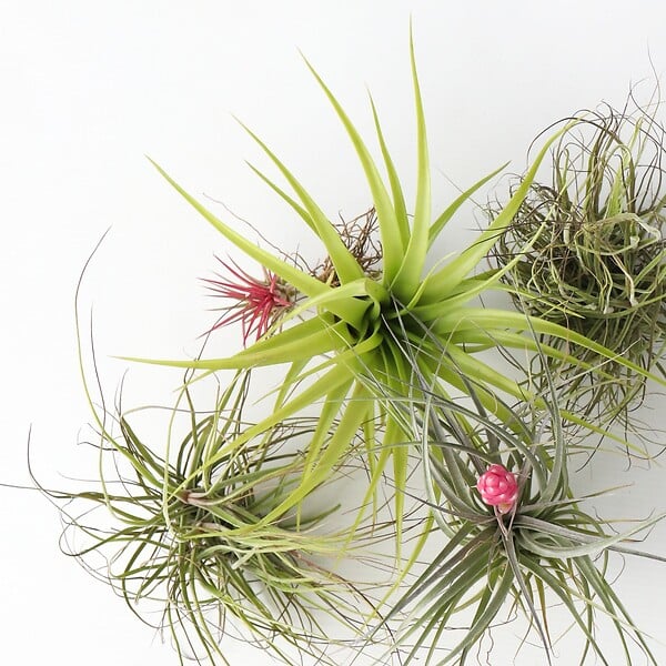 PLANT IN A BOX - Plante aérienne - Set de 24 - Tillandsia - Hauteur 5-15cm - ⌀5cm - large