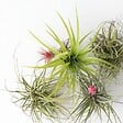 PLANT IN A BOX - Plante aérienne - Set de 24 - Tillandsia - Hauteur 5-15cm - ⌀5cm - vignette