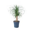 PLANT IN A BOX - Pied d'éléphant - Beaucarnea 'recurvata' - Hauteur 60-70cm - ⌀21cm - vignette