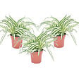 PLANT IN A BOX - Plante araignée - Set de 3 - Chlorophytum comosum 'Atlantic' - H25-40cm - ⌀12cm - vignette