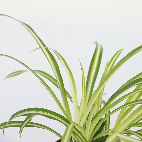 PLANT IN A BOX - Plante araignée - Set de 3 - Chlorophytum comosum 'Atlantic' - H25-40cm - ⌀12cm - large