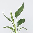 PLANT IN A BOX - Oiseau de paradis - Set de 6 - Strelitzia reginea - Hauteur 25-40cm - ⌀9cm - vignette
