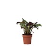 PLANT IN A BOX - Plante Dormeuse - Ctenanthe 'Amagris' - Hauteur 20-30cm - ⌀12cm - vignette