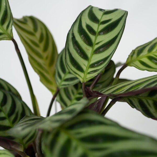 PLANT IN A BOX - Plante Dormeuse - Ctenanthe 'Amagris' - Hauteur 20-30cm - ⌀12cm - large