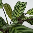 PLANT IN A BOX - Plante Dormeuse - Ctenanthe 'Amagris' - Hauteur 20-30cm - ⌀12cm - vignette