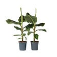 PLANT IN A BOX - Bananaier nain - Set de 2 - Musa 'Dwarf Cavendish' - Hauteur 90-100cm - ⌀21cm - vignette