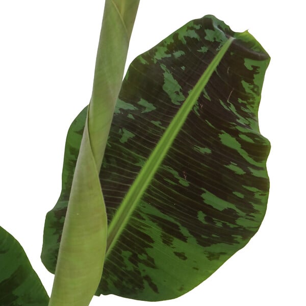 PLANT IN A BOX - Bananaier nain - Set de 2 - Musa 'Dwarf Cavendish' - Hauteur 90-100cm - ⌀21cm - large
