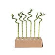 PLANT IN A BOX - Lucky Bamboo - Set de 12 - Dracaena sanderiana - Hauteur 40-50cm - ⌀2cm - vignette