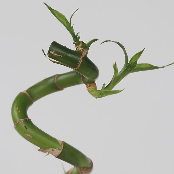 PLANT IN A BOX - Lucky Bamboo - Set de 12 - Dracaena sanderiana - Hauteur 40-50cm - ⌀2cm - large
