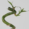 PLANT IN A BOX - Lucky Bamboo - Set de 12 - Dracaena sanderiana - Hauteur 40-50cm - ⌀2cm - vignette