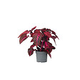 PLANT IN A BOX - Feuille de sang - Iresine herbstii - Hauteur 20-30cm - ⌀13cm - vignette