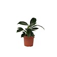 PLANT IN A BOX - Plante verte - Philodendron 'Green Princess' - Hauteur 20-30cm - ⌀12cm - vignette