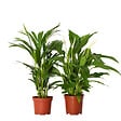 PLANT IN A BOX - Mélange de plantes d'intérieur - Set de 2 - Hauteur 60-75cm - ⌀17cm - vignette
