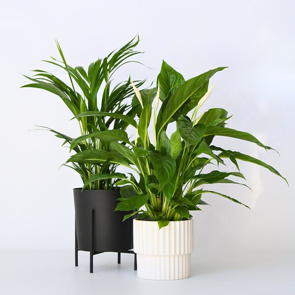 PLANT IN A BOX - Mélange de plantes d'intérieur - Set de 2 - Hauteur 60-75cm - ⌀17cm - large
