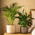 PLANT IN A BOX - Mélange de plantes d'intérieur - Set de 2 - Hauteur 60-75cm - ⌀17cm - vignette