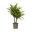 PLANT IN A BOX - Dragonnier - Dracaena deremensis 'Lemon Lime' - Hauteur 60-70cm - ⌀17cm - vignette