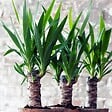 PLANT IN A BOX - Pied d'éléphant - Set de 6 - Yucca elephantipes - Hauteur 50-60cm - ⌀14cm - vignette