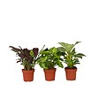 PLANT IN A BOX - Mélange de plantes d'intérieur - Set de 3 - Hauteur 25-40cm - ⌀12cm - vignette