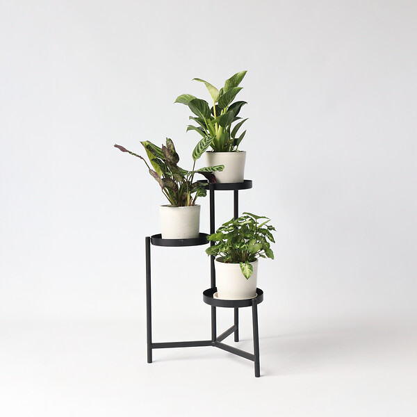 PLANT IN A BOX - Mélange de plantes d'intérieur - Set de 3 - Hauteur 25-40cm - ⌀12cm - large