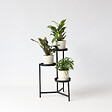 PLANT IN A BOX - Mélange de plantes d'intérieur - Set de 3 - Hauteur 25-40cm - ⌀12cm - vignette