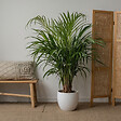 PLANT IN A BOX - Mélange de plantes d'intérieur - Set de 3 - Hauteur 25-40cm - ⌀12cm - vignette