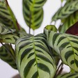 PLANT IN A BOX - Mélange de plantes d'intérieur - Set de 3 - Hauteur 25-40cm - ⌀12cm - vignette